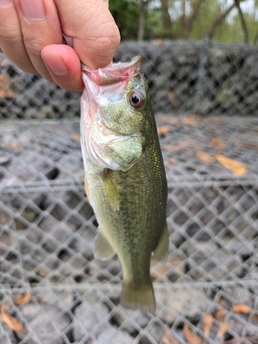 ラージマウスバスの釣果
