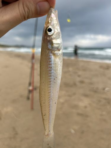 キスの釣果