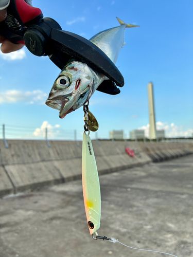 サバの釣果