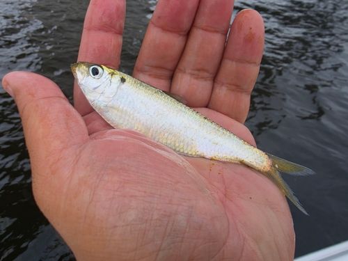 サッパの釣果