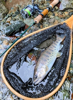 ヤマメの釣果