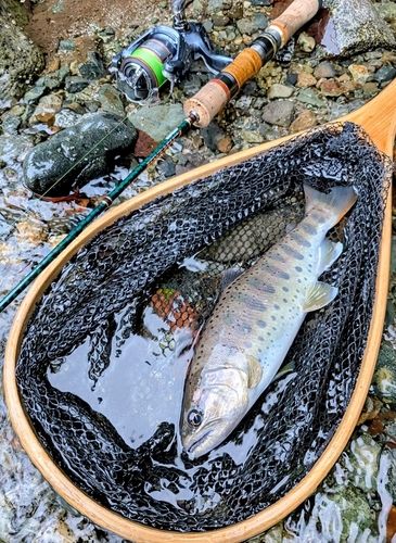 ヤマメの釣果
