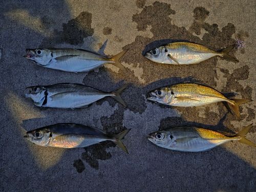 アジの釣果
