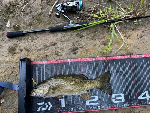 スモールマウスバスの釣果