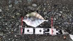 イトヒキアジの釣果