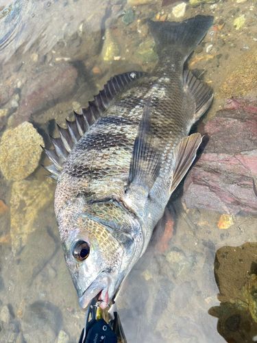 チヌの釣果