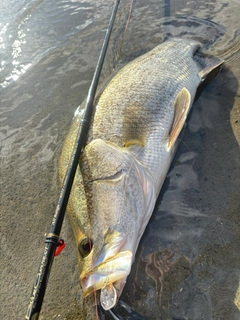 アカメの釣果