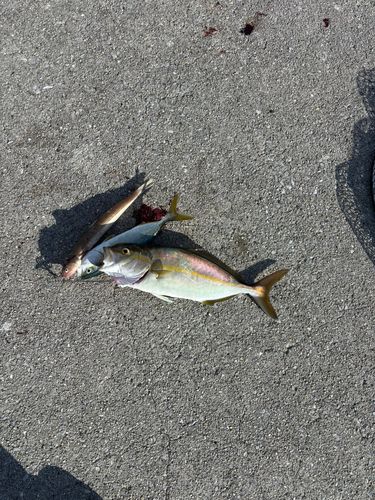 ネリゴの釣果