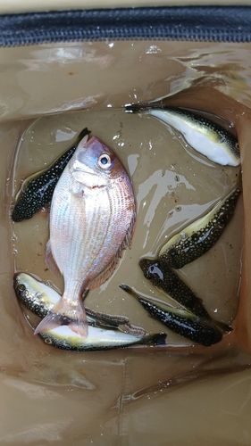 タイの釣果