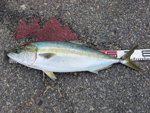 ハマチの釣果