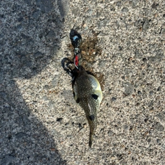 クサフグの釣果
