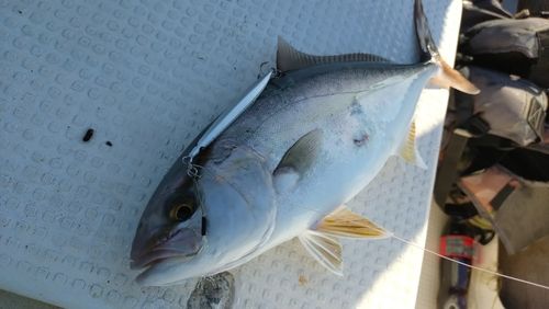 ネリゴの釣果