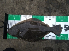 ヒラメの釣果