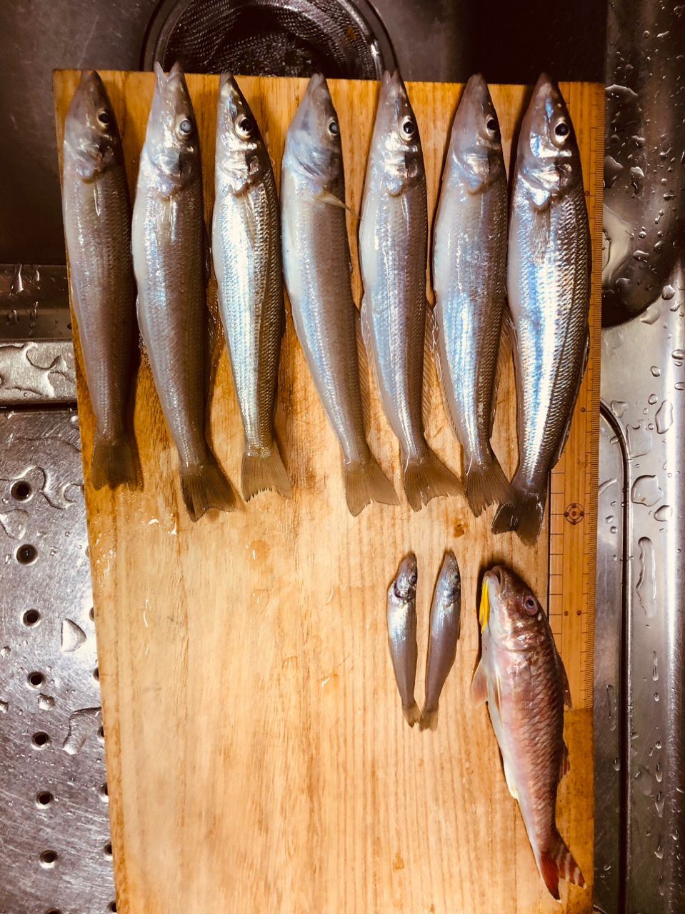 SHIMANO 18サーフリーダー CI4+ 35細糸仕様の最安値・インプレ・釣果