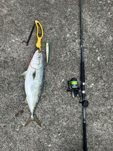 イナダの釣果
