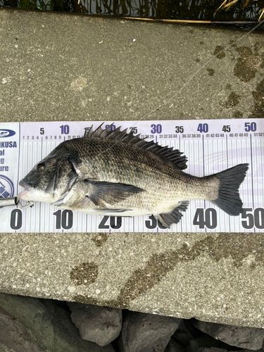 クロダイの釣果