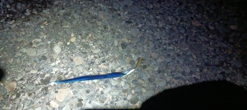 タチウオの釣果
