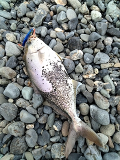 ショゴの釣果