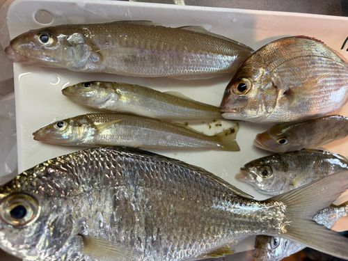 キスの釣果