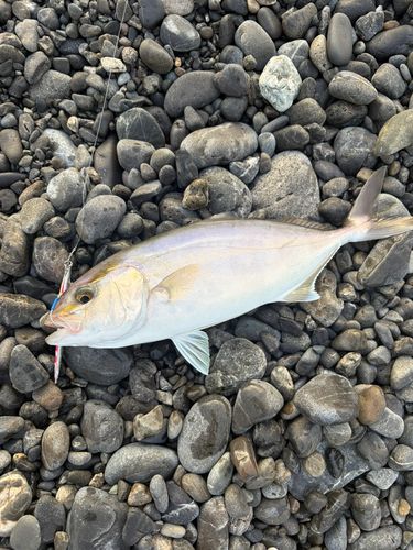 カンパチの釣果