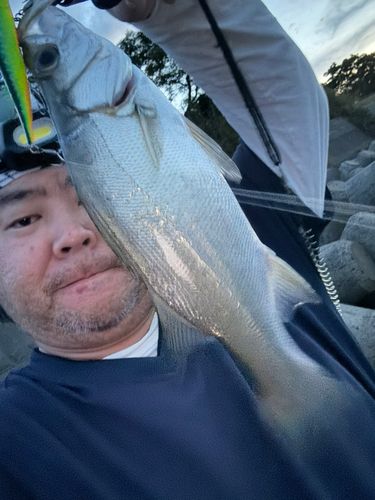 セイゴ（ヒラスズキ）の釣果