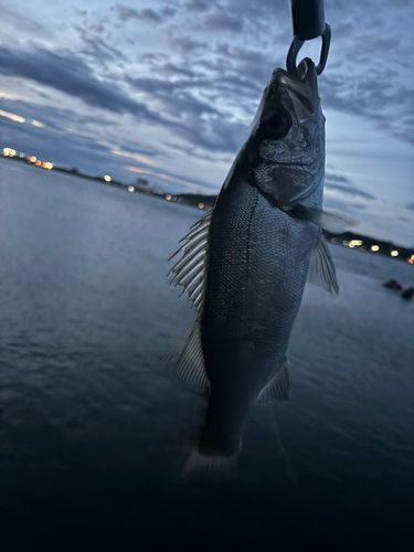 セイゴ（ヒラスズキ）の釣果
