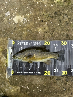 ラージマウスバスの釣果