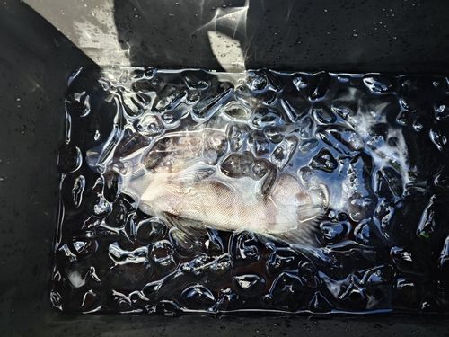 イシダイの釣果