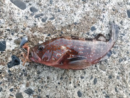 キジハタの釣果