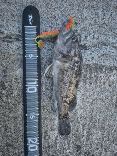 クロソイの釣果