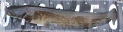 ナマズの釣果