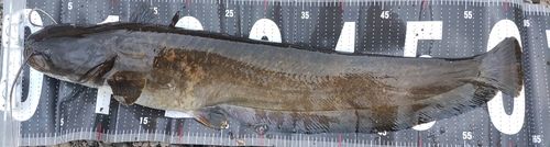 ナマズの釣果