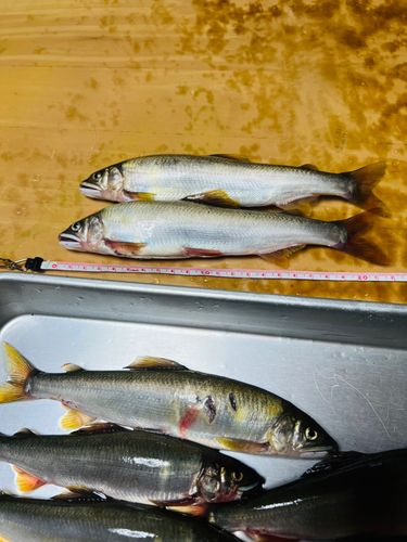 アユの釣果