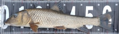 ニゴイの釣果