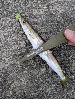 カマスの釣果