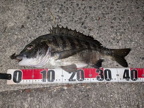 チヌの釣果