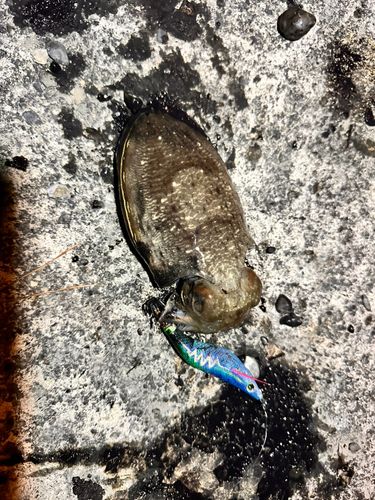 コウイカの釣果