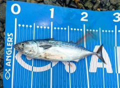 ヒラソウダの釣果