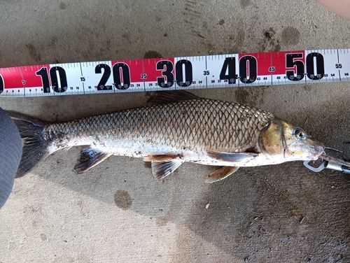 コイの釣果