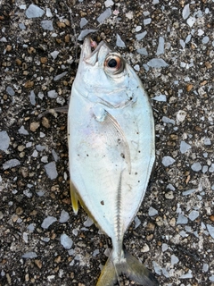 メッキの釣果