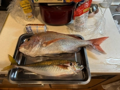 タイの釣果