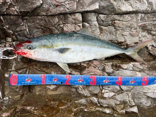 イナダの釣果