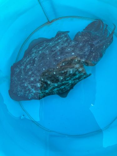モンゴウイカの釣果