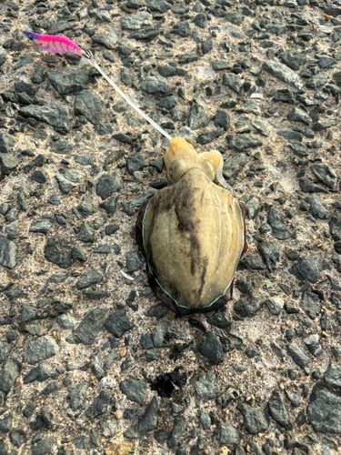 コウイカの釣果