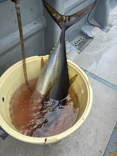 キメジの釣果
