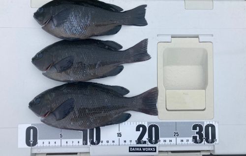メジナの釣果