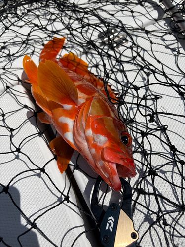アカハタの釣果