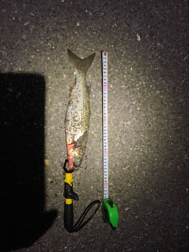 ボラの釣果