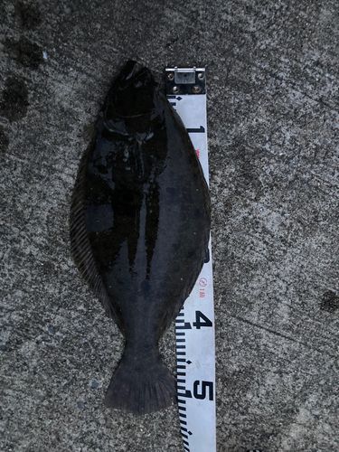 ヒラメの釣果