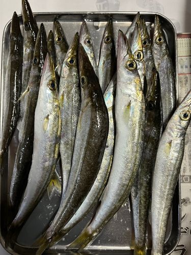 カマスの釣果